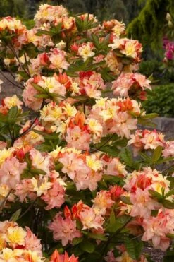 Cannon's Double Exbury Azalea (Rhdodendron) - 2 Gallon Pot 11 Cannon's Double Exbury Azalea (Rhdodendron) - 2 Gallon Pot -Deals Sapling Whisper Store rhododendron cannons double azalea 3