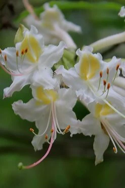 Coleman's Native Azalea (Rhododendron Colemanii 'Multiflora') - 3 Gallon Pot -Deals Sapling Whisper Store rhododendron colemanii multiflora colemans native azalea 1