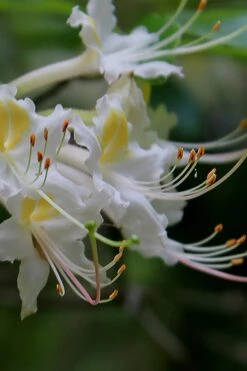 Coleman's Native Azalea (Rhododendron Colemanii 'Multiflora') - 3 Gallon Pot -Deals Sapling Whisper Store rhododendron colemanii multiflora colemans native azalea 2