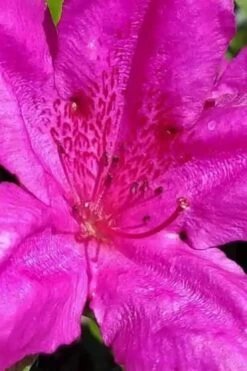 Congo Purple Azalea - 3 Gallon Pot -Deals Sapling Whisper Store rhododendron congo robin hill hybrid azalea 1