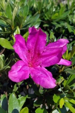 Congo Purple Azalea - 3 Gallon Pot -Deals Sapling Whisper Store rhododendron congo robin hill hybrid azalea 3