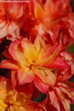 Father Ryan Oconee Native Azalea - 3 Gallon Pot -Deals Sapling Whisper Store rhododendron flammeum father ryan 7