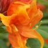 Golden Eagle Azalea (Rhododendron) - 3 Gallon Pot -Deals Sapling Whisper Store rhododendron golden eagle azalea 2