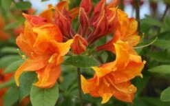 Golden Eagle Azalea (Rhododendron) - 3 Gallon Pot 11 Golden Eagle Azalea (Rhododendron) - 3 Gallon Pot -Deals Sapling Whisper Store rhododendron golden eagle azalea 5