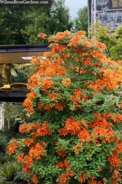 Golden Eagle Azalea (Rhododendron) - 3 Gallon Pot 10 Golden Eagle Azalea (Rhododendron) - 3 Gallon Pot -Deals Sapling Whisper Store rhododendron golden eagle azalea 7