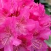 Holden Rhododendron - 1 Gallon Pot 2 Holden Rhododendron - 1 Gallon Pot -Deals Sapling Whisper Store rhododendron holden 12