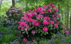 Holden Rhododendron - 1 Gallon Pot 13 Holden Rhododendron - 1 Gallon Pot -Deals Sapling Whisper Store rhododendron holden 20