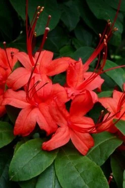 Plum Leaf Native Azalea (Rhododendron Prunifolium) - 3 Gallon Pot -Deals Sapling Whisper Store rhododendron prunifolium plum leaf azalea 3