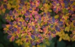 Ribbon Candy Swamp Azalea (Rhododendron Viscosum) - 1 Gallon Pot -Deals Sapling Whisper Store rhododendron viscosum swamp azalea 3 1