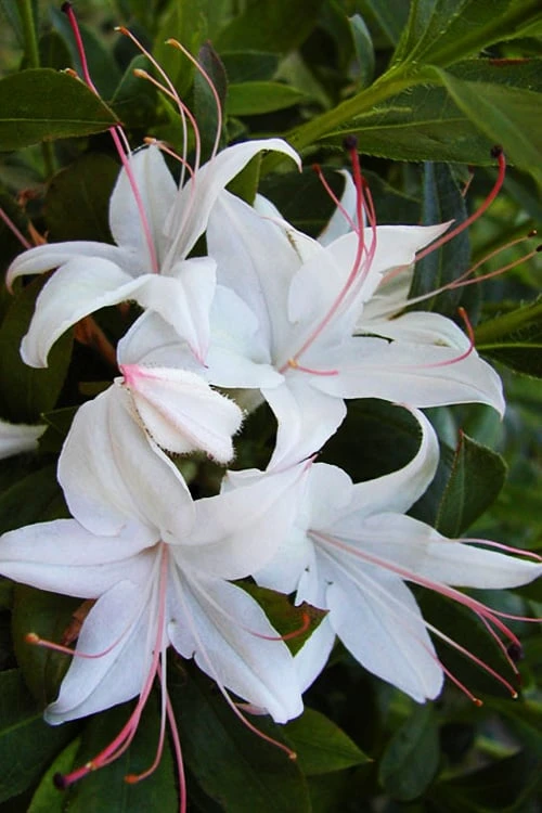 Weston's Innocence Fragrant Swamp Azalea (Rhododendron) - 3 Gallon Pot 9 Weston's Innocence Fragrant Swamp Azalea (Rhododendron) - 3 Gallon Pot - Image 7