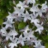 Weston's Innocence Fragrant Swamp Azalea (Rhododendron) - 3 Gallon Pot 2 Weston's Innocence Fragrant Swamp Azalea (Rhododendron) - 3 Gallon Pot -Deals Sapling Whisper Store rhododendron viscosum westons innocence swamp azalea 5