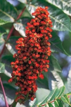 Smooth Sumac (Rhus Glabra) - 1 Gallon Pot 23 Smooth Sumac (Rhus Glabra) - 1 Gallon Pot -Deals Sapling Whisper Store rhus glabra smooth sumac 1