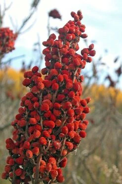 Smooth Sumac (Rhus Glabra) - 1 Gallon Pot 17 Smooth Sumac (Rhus Glabra) - 1 Gallon Pot -Deals Sapling Whisper Store rhus glabra smooth sumac 10