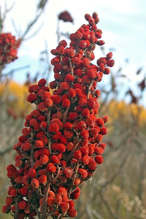 Smooth Sumac (Rhus Glabra) - 1 Gallon Pot 7 Smooth Sumac (Rhus Glabra) - 1 Gallon Pot - Image 5