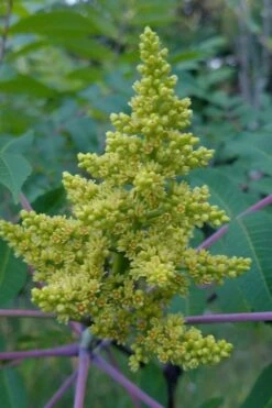 Smooth Sumac (Rhus Glabra) - 1 Gallon Pot 16 Smooth Sumac (Rhus Glabra) - 1 Gallon Pot -Deals Sapling Whisper Store rhus glabra smooth sumac 11