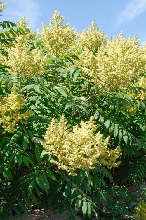 Smooth Sumac (Rhus Glabra) - 1 Gallon Pot 3 Smooth Sumac (Rhus Glabra) - 1 Gallon Pot