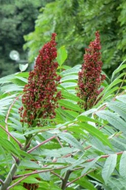 Smooth Sumac (Rhus Glabra) - 1 Gallon Pot 22 Smooth Sumac (Rhus Glabra) - 1 Gallon Pot -Deals Sapling Whisper Store rhus glabra smooth sumac 2