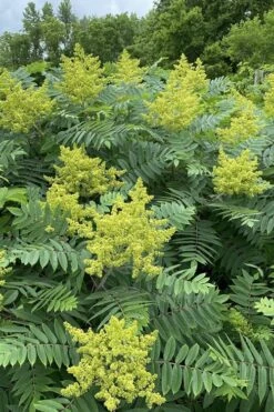 Smooth Sumac (Rhus Glabra) - 1 Gallon Pot 20 Smooth Sumac (Rhus Glabra) - 1 Gallon Pot -Deals Sapling Whisper Store rhus glabra smooth sumac 7