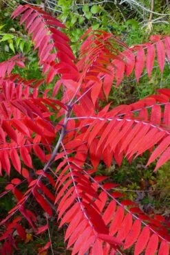 Smooth Sumac (Rhus Glabra) - 1 Gallon Pot 18 Smooth Sumac (Rhus Glabra) - 1 Gallon Pot -Deals Sapling Whisper Store rhus glabra smooth sumac 8