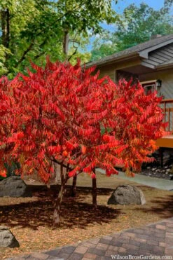 Staghorn Sumac (Rhus Typhina) - 3 Gallon Pot -Deals Sapling Whisper Store rhus typhina staghorn sumac 10 1