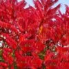 Staghorn Sumac (Rhus Typhina) - 3 Gallon Pot -Deals Sapling Whisper Store rhus typhina staghorn sumac 11 1