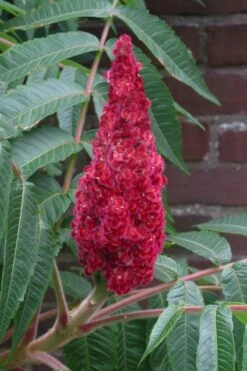 Staghorn Sumac (Rhus Typhina) - 1 Gallon Pot -Deals Sapling Whisper Store rhus typhina staghorn sumac 2