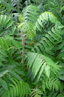 Staghorn Sumac (Rhus Typhina) - 3 Gallon Pot -Deals Sapling Whisper Store rhus typhina staghorn sumac 3 1