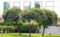 Staghorn Sumac (Rhus Typhina) - 1 Gallon Pot -Deals Sapling Whisper Store rhus typhina staghorn sumac 5