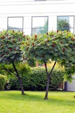 Staghorn Sumac (Rhus Typhina) - 1 Gallon Pot -Deals Sapling Whisper Store rhus typhina staghorn sumac 7