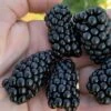 Prime Ark Horizon Blackberry Plant - 1 Gallon Pot 2 Prime Ark Horizon Blackberry Plant - 1 Gallon Pot -Deals Sapling Whisper Store rubus prime ark horizon blackberry 1