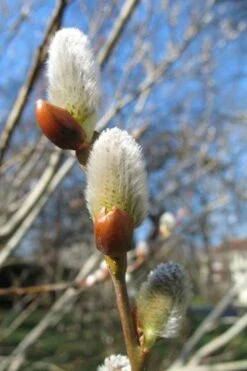 American Pussy Willow (Salix Discolor) - 3 Gallon Pot 23 American Pussy Willow (Salix Discolor) - 3 Gallon Pot -Deals Sapling Whisper Store salix bicolor pussy willow 10