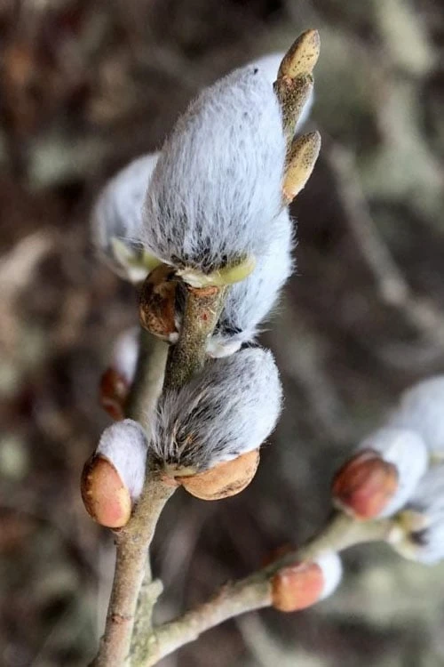 American Pussy Willow (Salix Discolor) - 3 Gallon Pot 11 American Pussy Willow (Salix Discolor) - 3 Gallon Pot - Image 9