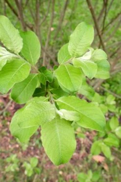 American Pussy Willow (Salix Discolor) - 3 Gallon Pot 21 American Pussy Willow (Salix Discolor) - 3 Gallon Pot -Deals Sapling Whisper Store salix discolor pussy willow 11