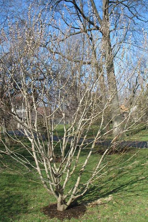 American Pussy Willow (Salix Discolor) - 3 Gallon Pot 9 American Pussy Willow (Salix Discolor) - 3 Gallon Pot - Image 7