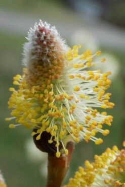 American Pussy Willow (Salix Discolor) - 3 Gallon Pot 19 American Pussy Willow (Salix Discolor) - 3 Gallon Pot -Deals Sapling Whisper Store salix discolor pussy willow 7