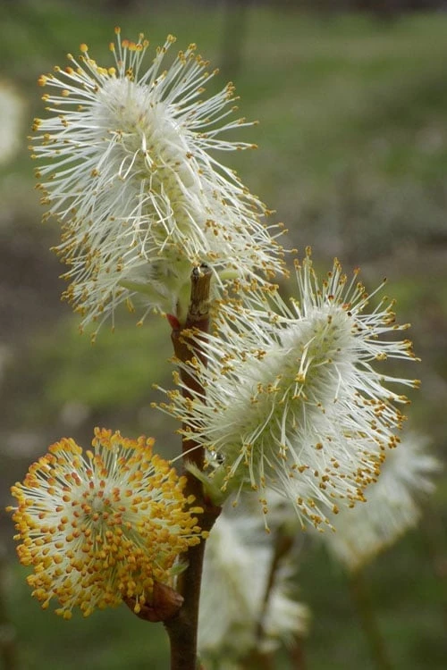 American Pussy Willow (Salix Discolor) - 3 Gallon Pot 14 American Pussy Willow (Salix Discolor) - 3 Gallon Pot - Image 12