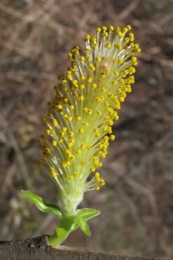 Silky Willow (Salix Sericea) - 3 Pack Of 1.5 Quart Pots -Deals Sapling Whisper Store salix sericea silky willow 2