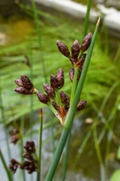 Softstem Bulrush (Schoenoplectus Tabernaemontani) - 8 Pack Of 1 Gallon Pots -Deals Sapling Whisper Store schoenoplectus tabernaemontani soft stem bulrush 3