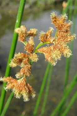 Softstem Bulrush (Schoenoplectus Tabernaemontani) - 8 Pack Of 1 Gallon Pots -Deals Sapling Whisper Store schoenoplectus tabernaemontani soft stem bulrush 4