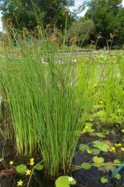 Softstem Bulrush (Schoenoplectus Tabernaemontani) - 8 Pack Of 1 Gallon Pots -Deals Sapling Whisper Store schoenoplectus tabernaemontani soft stem bulrush 5