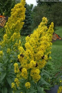 Showy Goldenrod (Solidago Speciosa) - 1 Gallon Pot