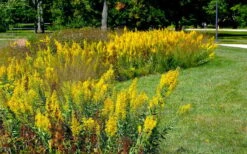 Showy Goldenrod (Solidago Speciosa) - 1 Gallon Pot 11 Showy Goldenrod (Solidago Speciosa) - 1 Gallon Pot -Deals Sapling Whisper Store solidago speciosa showy goldenrod 4