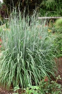 Yellow Indian Grass (Sorghastrum Nutans) - 8 Pack Of 1 Gallon Pots -Deals Sapling Whisper Store sorghastrum nutans yellow indian grass 10 1