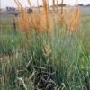 Yellow Indian Grass (Sorghastrum Nutans) - 6 Pack Of 1 Gallon Pots