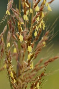 Yellow Indian Grass (Sorghastrum Nutans) - 6 Pack Of 1 Gallon Pots 14 Yellow Indian Grass (Sorghastrum Nutans) - 6 Pack Of 1 Gallon Pots -Deals Sapling Whisper Store sorghastrum nutans yellow indian grass 4