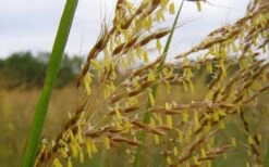 Yellow Indian Grass (Sorghastrum Nutans) - 6 Pack Of 1 Gallon Pots 16 Yellow Indian Grass (Sorghastrum Nutans) - 6 Pack Of 1 Gallon Pots -Deals Sapling Whisper Store sorghastrum nutans yellow indian grass 7