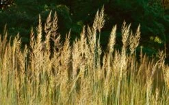 Yellow Indian Grass (Sorghastrum Nutans) - 8 Pack Of 1 Gallon Pots -Deals Sapling Whisper Store sorghastrum nutans yellow indian grass 8 1