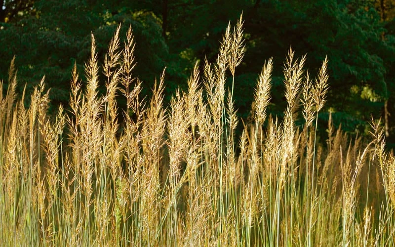 Yellow Indian Grass (Sorghastrum Nutans) - 6 Pack Of 1 Gallon Pots 10 Yellow Indian Grass (Sorghastrum Nutans) - 6 Pack Of 1 Gallon Pots - Image 8