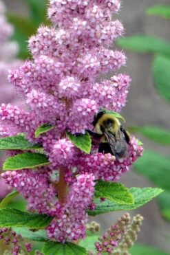 Steeplebush (Spirea Tomentosa) - 3 Gallon Pot -Deals Sapling Whisper Store spirea tomentosa steeplebush 1
