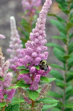 Steeplebush (Spirea Tomentosa) - 3 Gallon Pot -Deals Sapling Whisper Store spirea tomentosa steeplebush 2